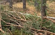 На Рівненщині незаконно вирубали дерев на 13 млн