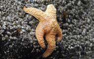 Биологи изучили движение морских звезд