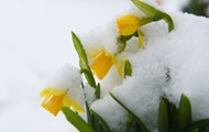 Синоптики: В середине апреля в Украину придет сильное похолодание