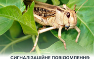 Злостные вегетарианцы: в Херсонской области обнаружено нашествие саранчи