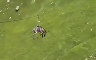 В России осла запустили на зиплайне со склона