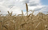 Украина использовала только половину экспортного потенциала пшеницы