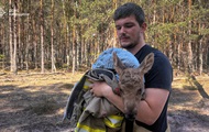 Из сгоревшего Чернобыльского леса спасли лосенка