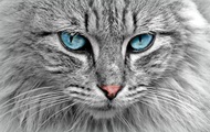 Почему ваш кот кладет лапу на вас и что это означает