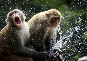Новости науки: шимпанзе и бонобо впадают в гнев от неудач