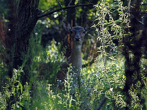 На территории резиденции Януковича обитают олени, павлины и кенгуру