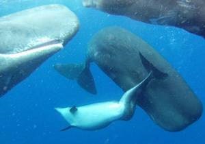 В стае кашалотов обнаружили дельфина-инвалида