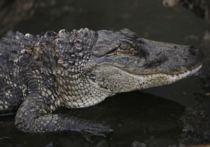 В США полиция конфисковала у торговца марихуаной больного крокодила