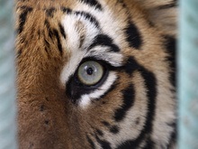 Экологи: За 25 лет численность тигров сократилась вдвое