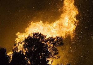В Запорожье горели 6,5 га хвойного леса в заповеднике Великий Луг