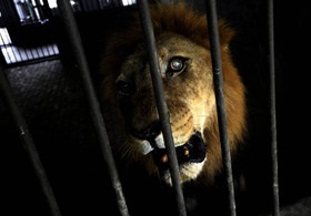 Экологи: В Северодонецке в брошенном зоопарке умирают животные