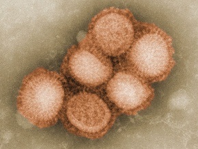 Литва и Нидерланды пополнили список стран, в которых зафиксирован свиной грип