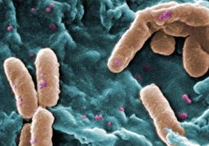 Коли ліки вже не діють: бактерії стають дедалі резистентнішими до антибіотиків