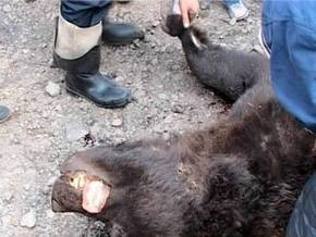 Россиянка голыми руками отбилась от крупного медведя