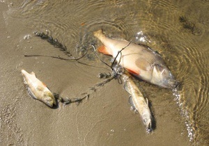 На Киевском море разлагаются тонны мертвой рыбы