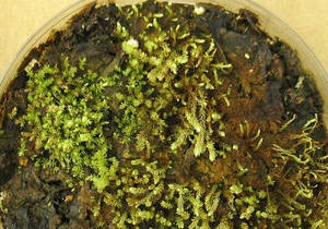 Новости науки - новости биологии: Биологи из США прорастили мох, который 400 лет скрывали льды