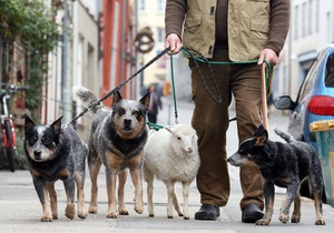 В Германии фермер воспитывает овцу, которая считает себя собакой