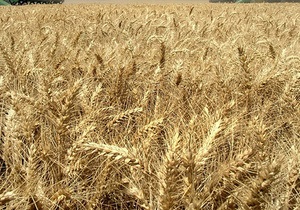 Минэкономразвития не готовит предложений по продлению квотирования зерна