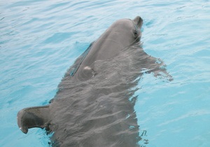 Ученые: дельфины зовут друг друга по имени