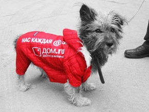В Новосибирске рекламу разместят на собаках