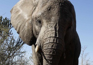В Кении конфисковали две тонны слоновьих бивней