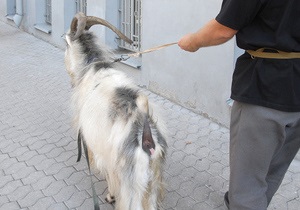 В одном из зоопарков Украины козлу поставили протез