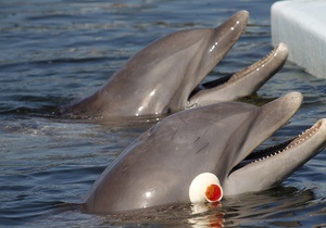 С военной базы в Севастополе пропали три боевых дельфина