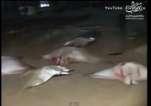 Десятки морских дьяволов выбросились на берег в секторе Газа