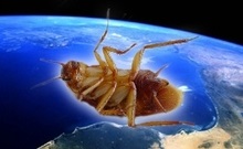 Космические тараканы выносливее своих земных собратьев