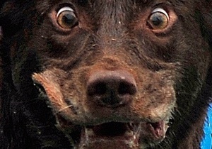 Новости Полтавы - бешеная собака - бешеная собака в Полтаве - рыжая собака