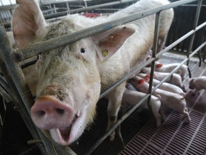 В ирландской свинине обнаружили диоксин