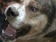 Во Львове бойцовская собака загрызла 81-летнюю женщину