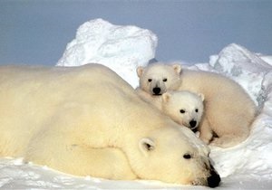 Власти США выделили на Аляске специальную зону для белых медведей