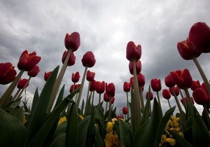 В Сумах около Мемориала Славы неизвестные выкосили тюльпаны