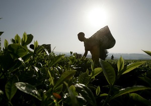 Чай подорожает в 2012 году на 12% из-за плохих погодных условий