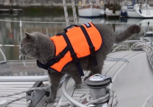 Новости Великобритании - новости о животных: Путешествующий по морю кот сбежал с яхты хазяев