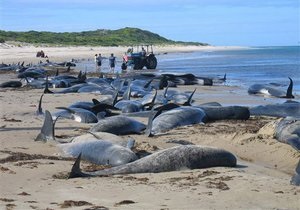 Более сотни черных дельфинов выбросились на берег в Новой Зеландии