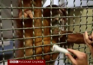 Кардиолог в Денвере: свой среди обезьян