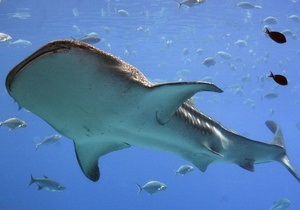 Биологи изучают гидродинамические эффекты акульей кожи