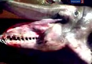 У берегов Крыма поймали акулу-гоблина