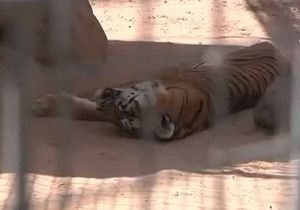В зоопарке Триполи гибнут животные