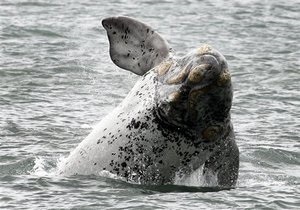 Самка кита установила рекорд миграции млекопитающих, преодолев расстояние в десять тысяч километров