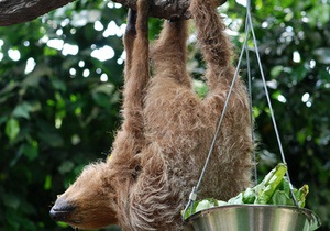Биологи выясняют, что ищут амазонские ленивцы в человеческих туалетах