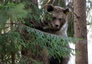 В Швейцарии по решению властей застрелили последнего медведя в стране