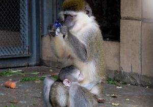 новости Киева - Титушко - зоопарк - Киевский зоопарк объявил конкурс на новое имя обезьяны, пользователи соцсетей предлагают назвать его Титушко