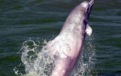 Открыт ранее неизвестный вид горбатых дельфинов