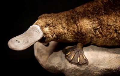 В Австралії знайшли останки вимерлого виду качкодзьобів