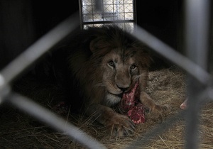 Новости США - странные новости: В США ресторан отозвал из продажи блюдо с мясом льва