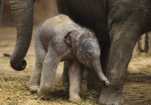 В зоопарке Ганновера родился слоненок