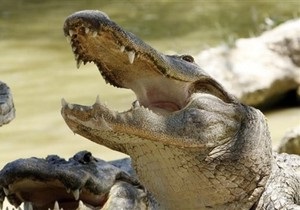 В Крыму возбудили дело против владельцев крокодила, который откусил два пальца ребенку